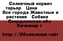 Солнечный норвич терьер › Цена ­ 35 000 - Все города Животные и растения » Собаки   . Свердловская обл.,Качканар г.